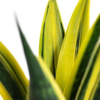 Sansevieria Golden Flame  - brown / black standard pot , 12 - 15 inch