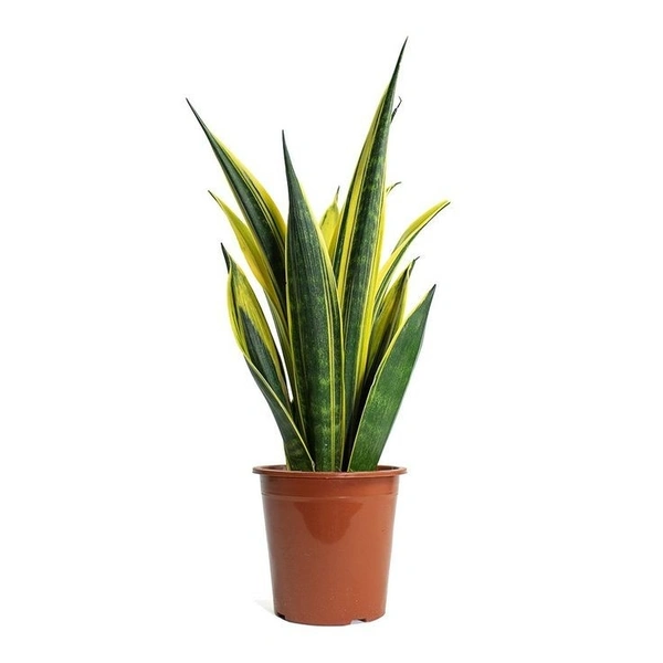 Sansevieria Golden Flame  - self watering pot 