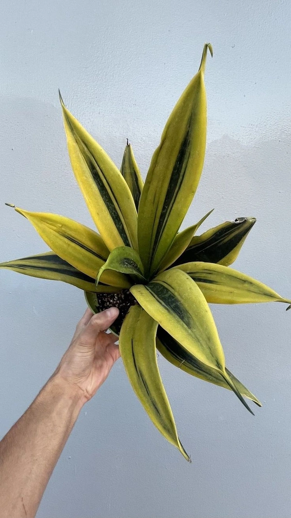 Sansevieria Golden Flame  - self watering pot 