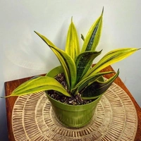 Sansevieria Golden Flame  - self watering pot 