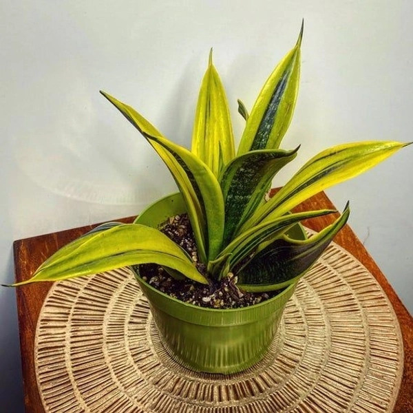 Sansevieria Golden Flame  - self watering pot 