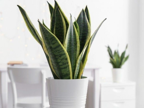 Sansevieria Golden Flame Snake - self watering pot 