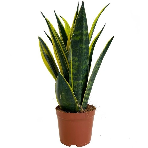 Sansevieria Golden Flame Snake - self watering pot 