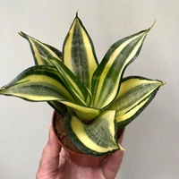 Sansevieria Golden Hahnii - self watering pot 