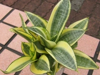 Sansevieria Golden Hahnii - self watering pot 