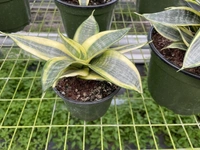 Sansevieria Golden Hahnii - self watering pot 