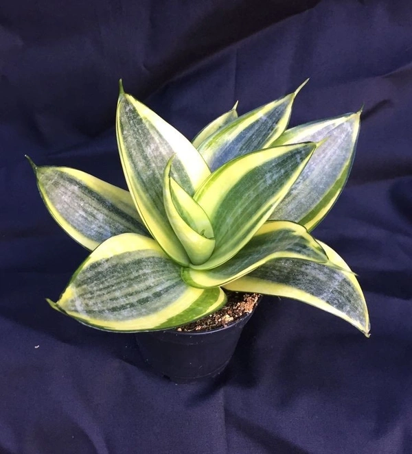 Sansevieria Golden Hahnii - self watering pot 