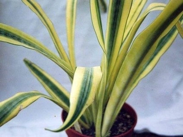 SANSEVIERIA GUINEENSIS VARETGATED - self watering pot 