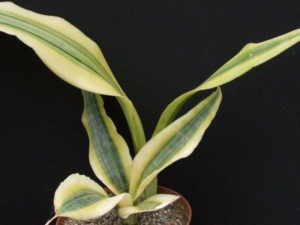 SANSEVIERIA GUINEENSIS VARETGATED - self watering pot 
