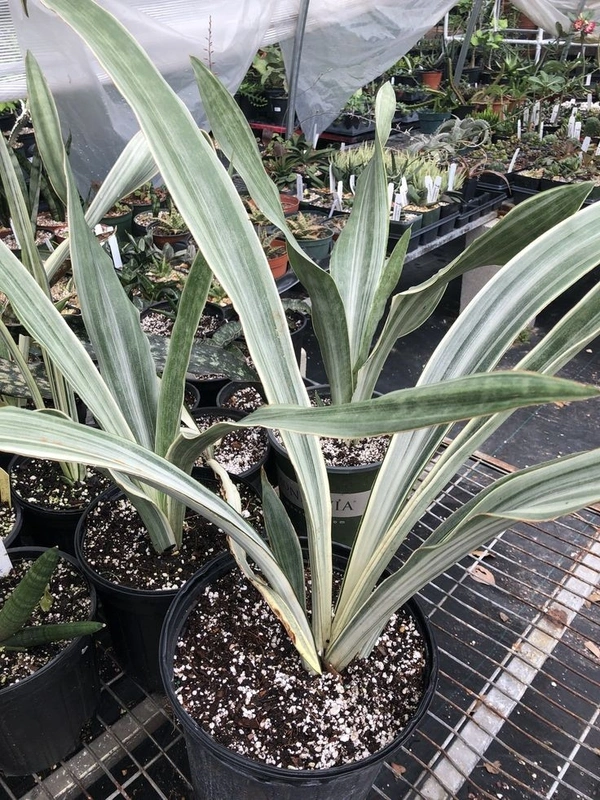 SANSEVIERIA GUINEENSIS White  - self watering pot , 0.5 - 1 feet 