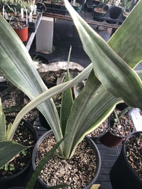 SANSEVIERIA GUINEENSIS White  - self watering pot , 0.5 - 1 feet 