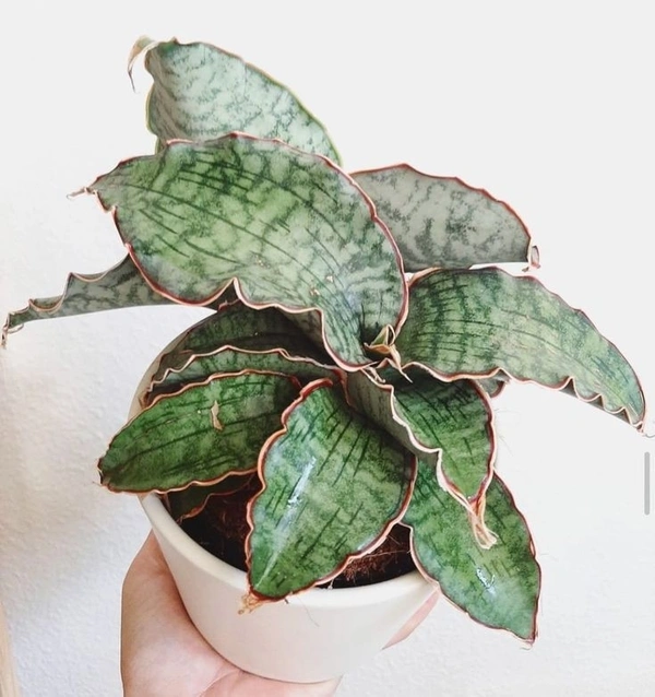 Sansevieria Kirkii - self watering pot 