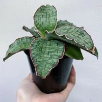Sansevieria Kirkii - self watering pot 