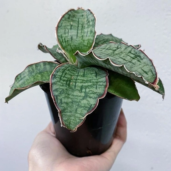 Sansevieria Kirkii - self watering pot 