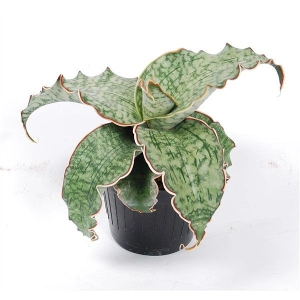 Sansevieria Kirkii - self watering pot 