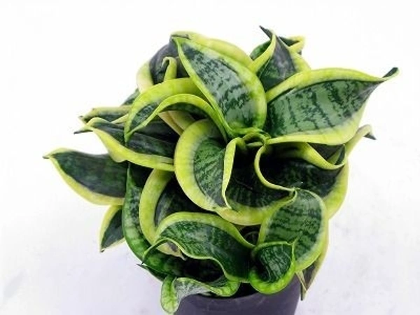 Sansevieria Tornado - white standard pot 