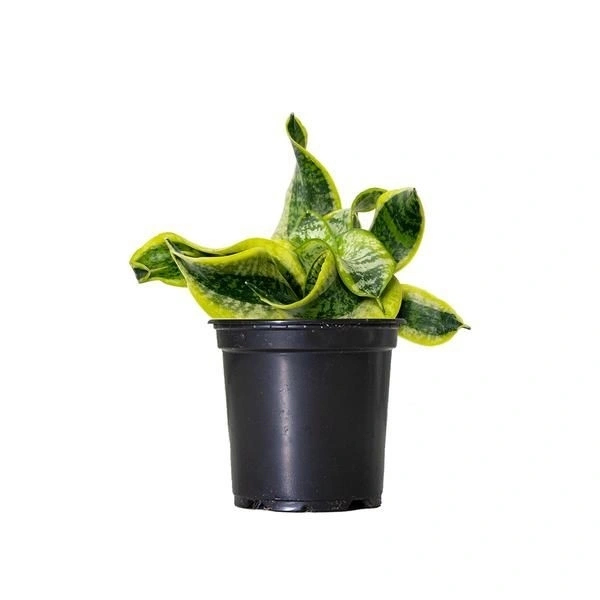 Sansevieria Tornado - white standard pot 