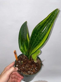 Sansevieria Masoiana  - white standard pot 