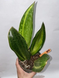 Sansevieria Masoiana  - white standard pot 