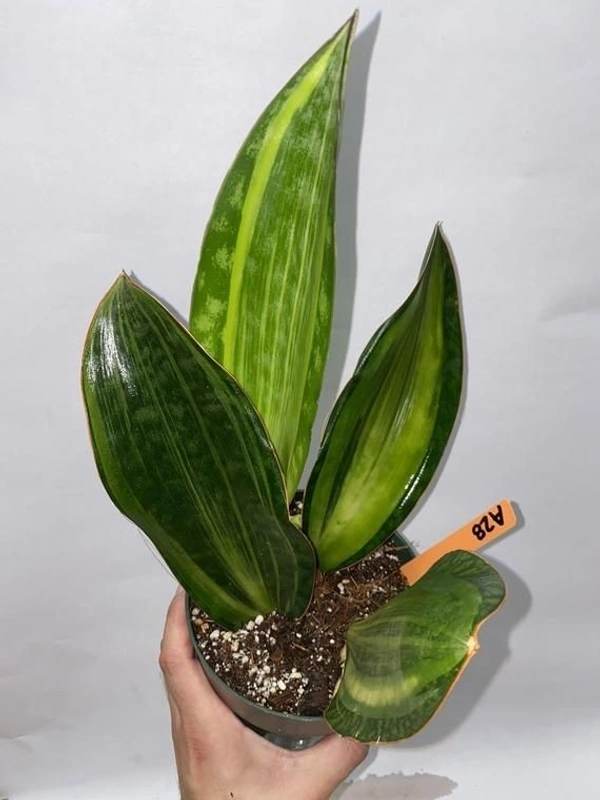 Sansevieria Masoiana  - self watering pot 
