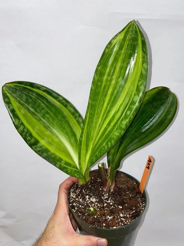 Sansevieria Masoiana  - self watering pot 