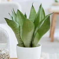 Sansevieria Moon Shine  - black / brown / green standard pot , 0.5 - 1 feet