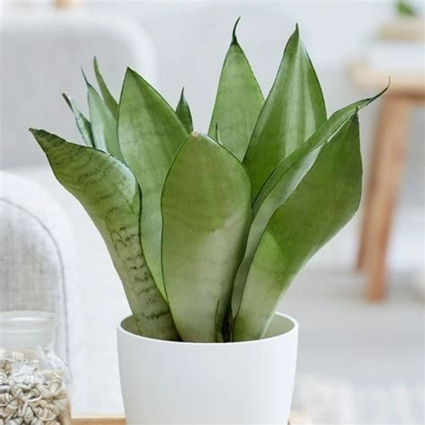 Sansevieria Moon Shine  - black / brown / green standard pot , 0.5 - 1 feet