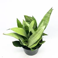 Sansevieria Moon Shine  - black / brown / green standard pot , 0.5 - 1 feet