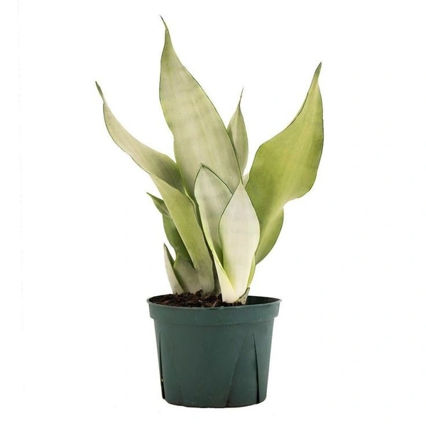 Sansevieria Moon Shine  - white standard pot 