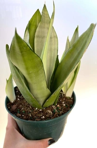 Sansevieria Moon Shine  - self watering pot 
