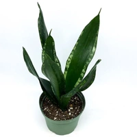 Sansevieria Whitney - white standard pot 