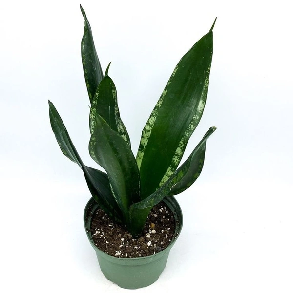 Sansevieria Whitney - white standard pot 
