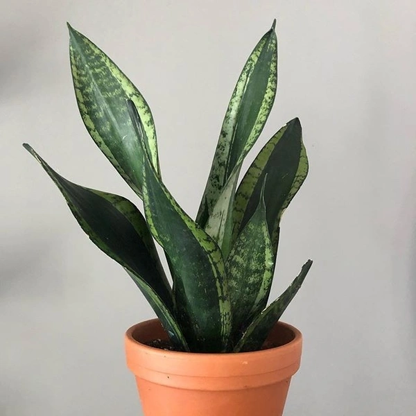 Sansevieria Whitney - white standard pot 