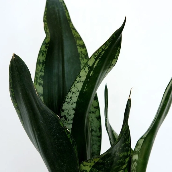 Sansevieria Whitney - white standard pot 