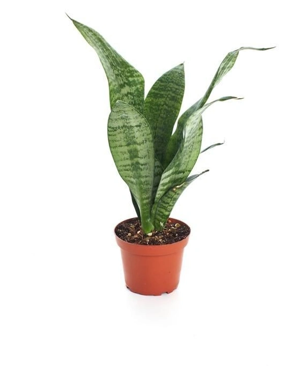 Sansevieria Robusta  - brown / green standard pot , 0.5 - 1 feet