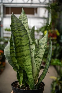 Sansevieria Robusta  - white standard pot 