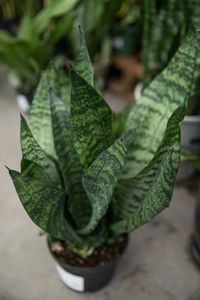 Sansevieria Robusta  - white standard pot 