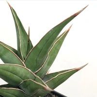Sansevieria Pinguicula - white standard pot 