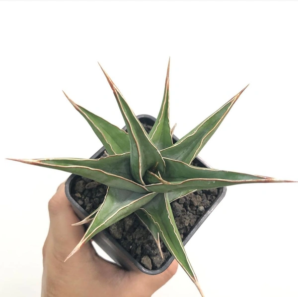 Sansevieria Pinguicula - self watering pot 
