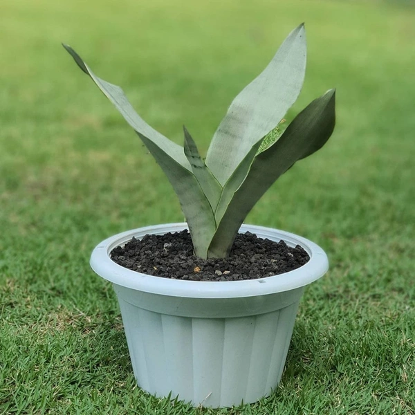 Sansevieria Moon Shine Varigated  - white standard pot , 12 - 14 inch