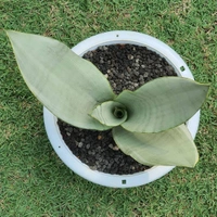 Sansevieria Moon Shine Varigated  - white standard pot , 12 - 14 inch