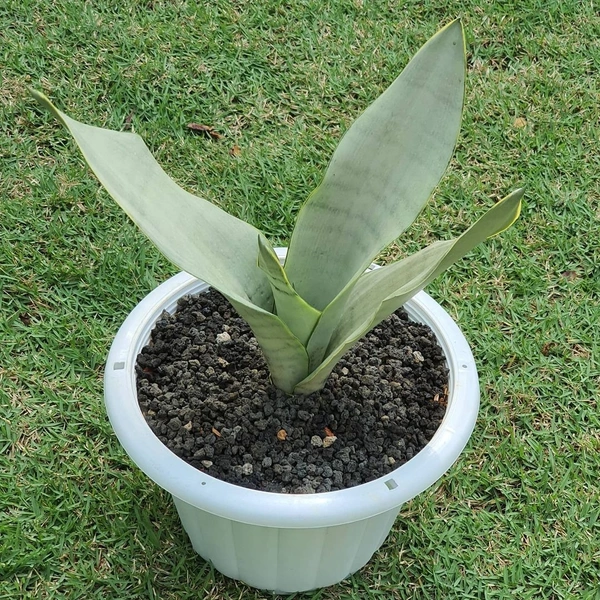 Sansevieria Moon Shine Varigated  - white standard pot , 12 - 14 inch