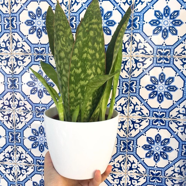 Sansevieria Sp - white standard pot 
