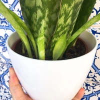 Sansevieria Sp - white standard pot 