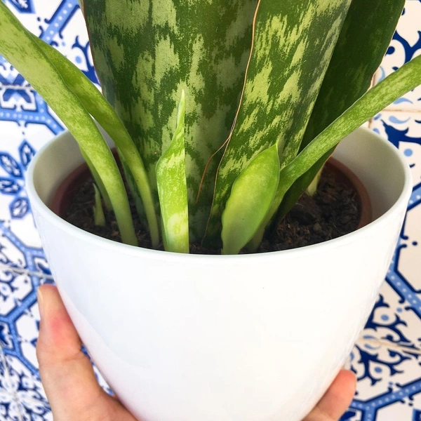 Sansevieria Sp - white standard pot 