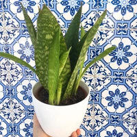 Sansevieria Sp - white standard pot 