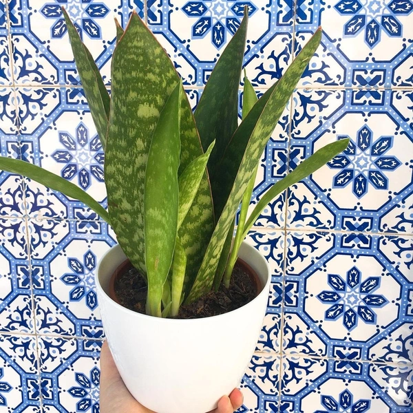 Sansevieria Sp - white standard pot 