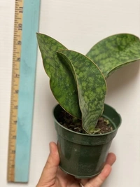 Sansevieria Whale Fin - green / brown standard pot , 8 - 10 inch