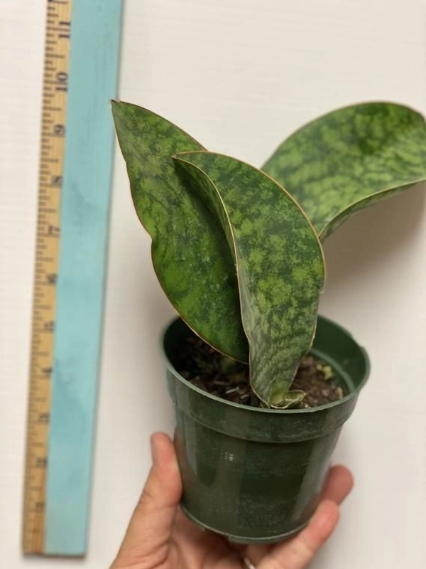 Sansevieria Whale Fin - green / brown standard pot , 8 - 10 inch