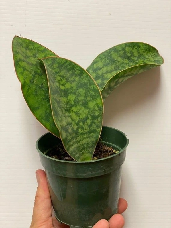 Sansevieria Whale Fin - white standard pot 